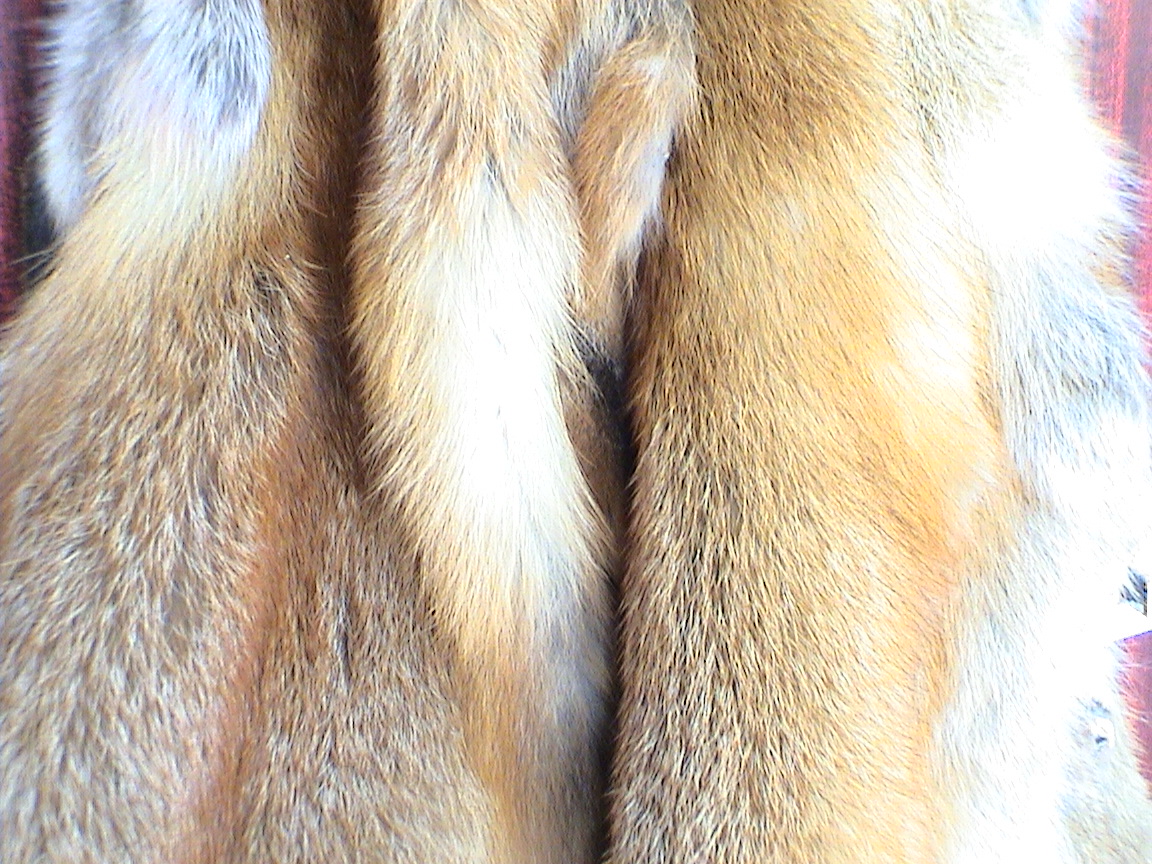 Red fox furs, hunting